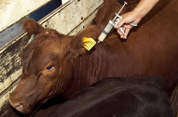 Aftosa: 3,4 millones de animales para vacunar