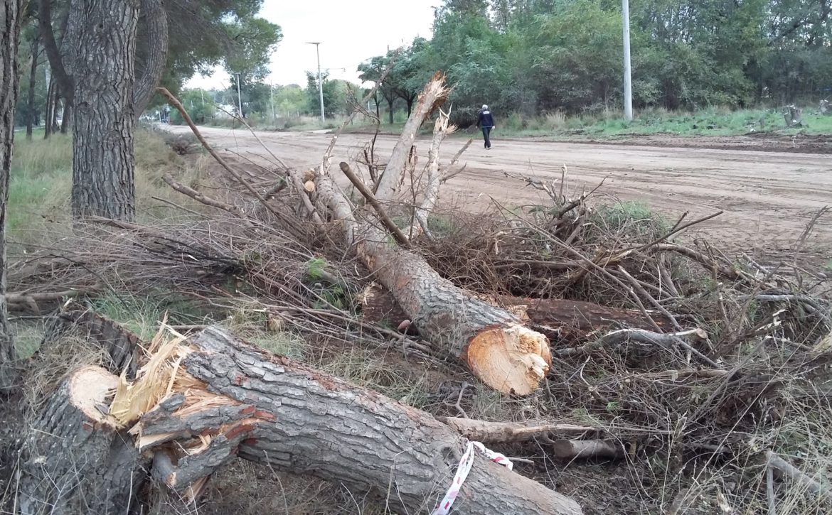 Cortaron unas veinte plantas en el acceso norte de Santa Rosa