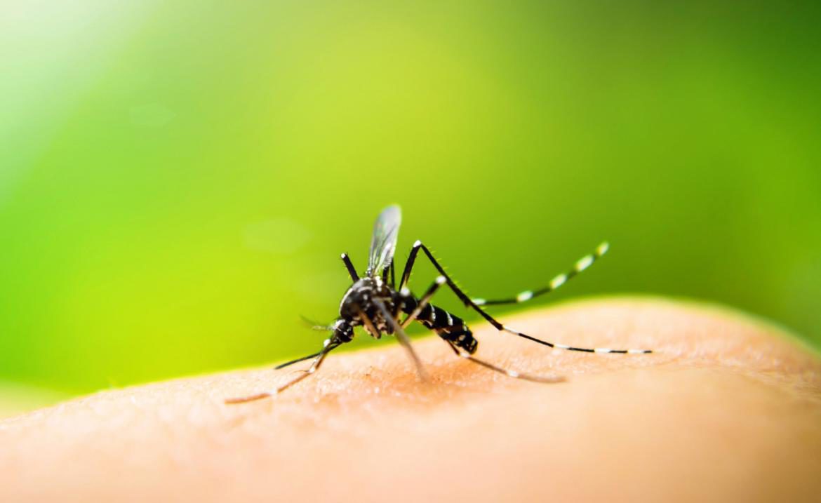 Epidemiología: no se han registrado casos de dengue en la provincia