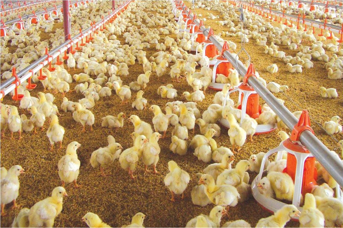 Pollos y cerdos: «Mucha preocupación» en Provincia por el impacto de la suba del dólar