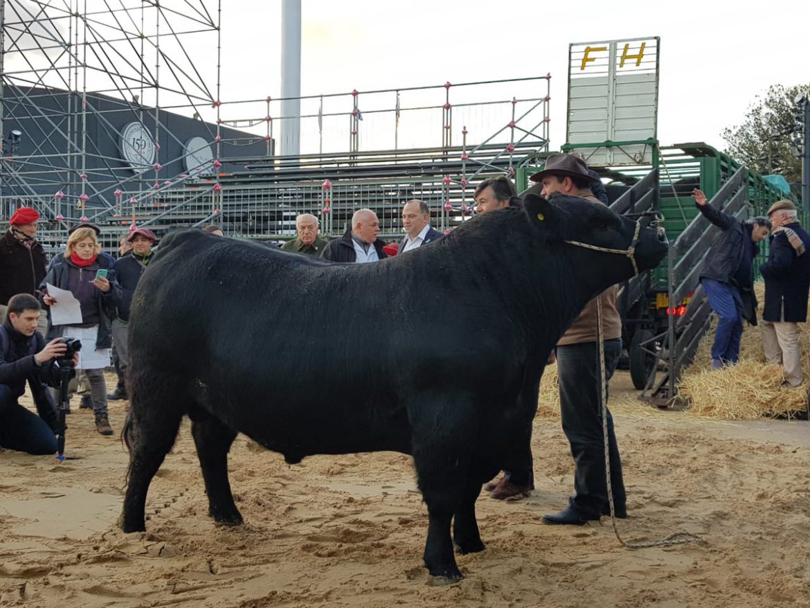 El toro Mbappé, de Acha, el primero en ingresar a la Rural de Palermo