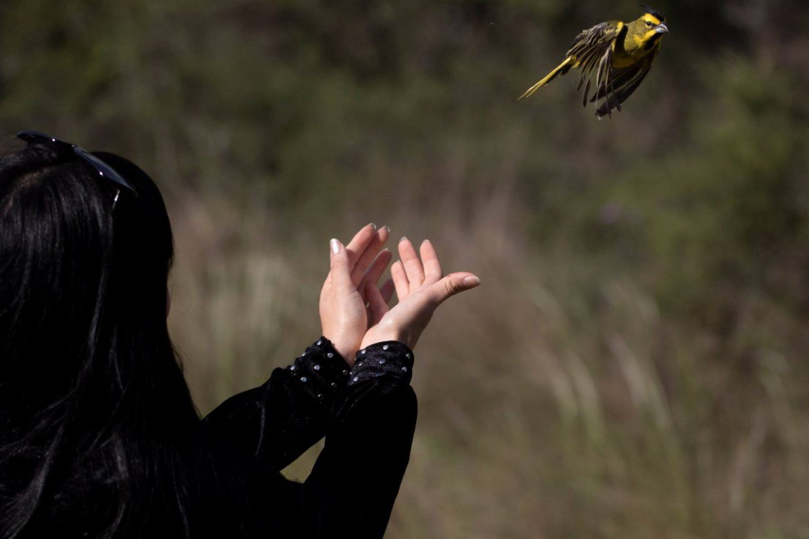 En 2019 se recuperaron 270 animales silvestres que estaban en cautiverio en La Pampa
