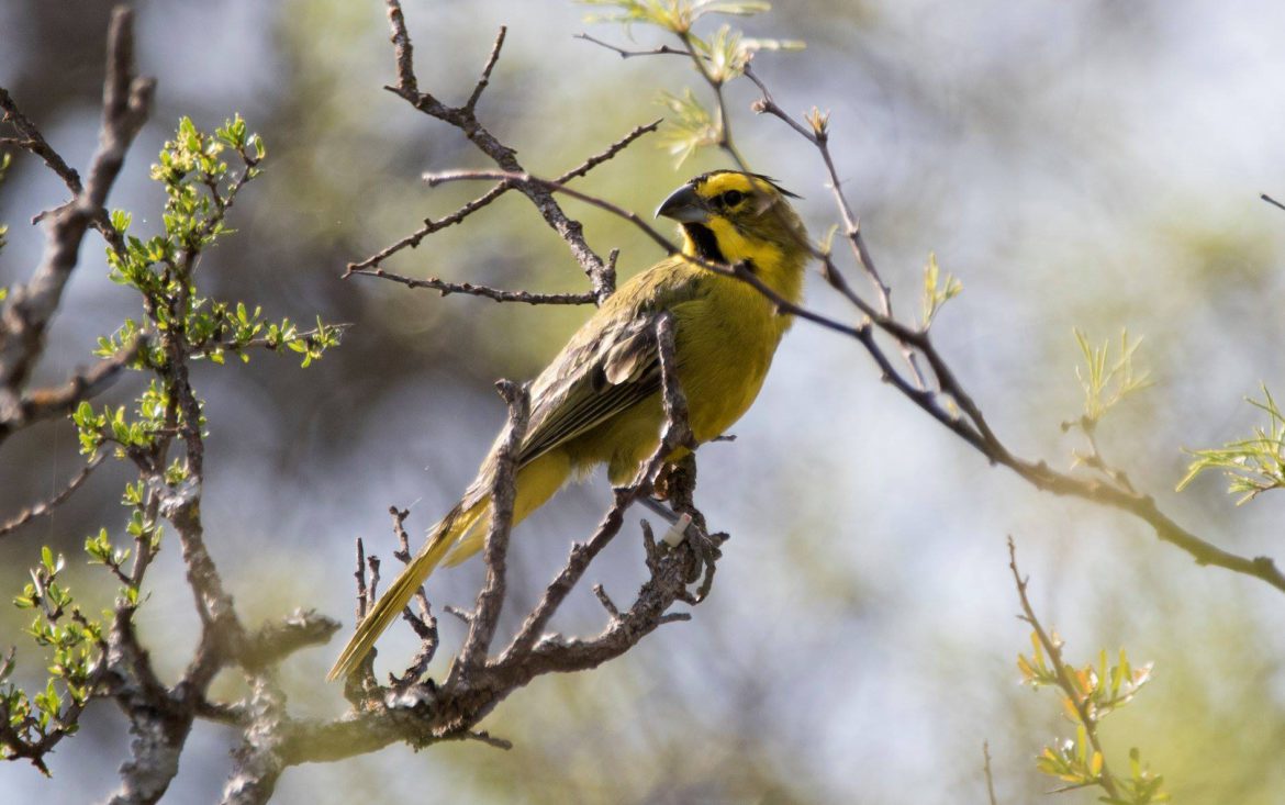 Un viaje sonoro por La Pampa: taller gratuito en el Museo de Historia Natural
