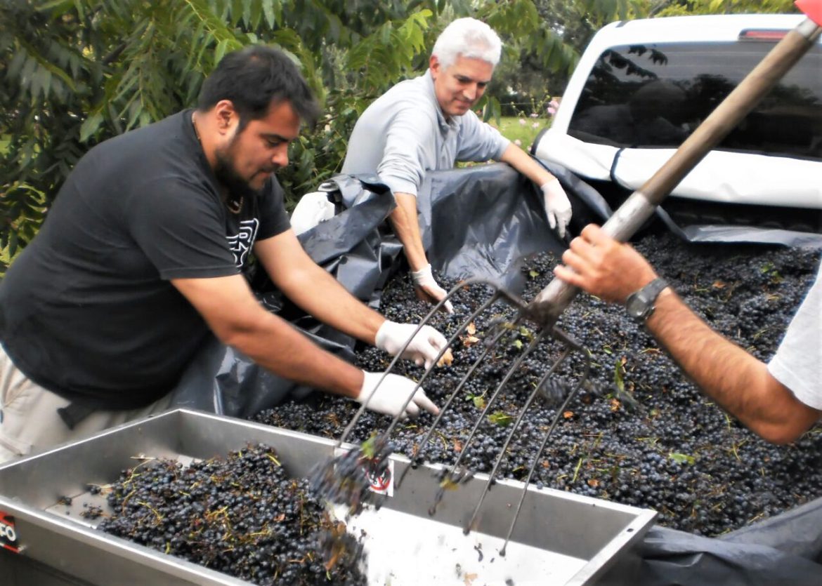 El Senasa coloca trampas para la polilla de la vid en el incipiente viñedo de Acha