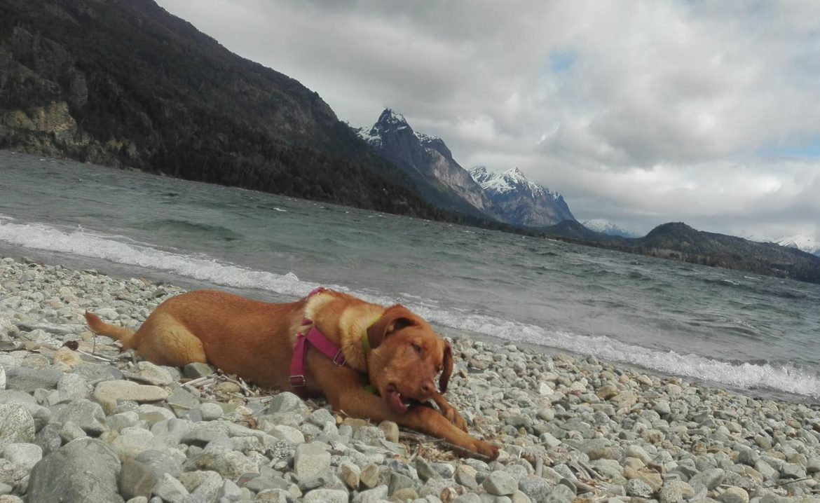 Hallan muerta a Kika, la perra que se había perdido en un vuelco