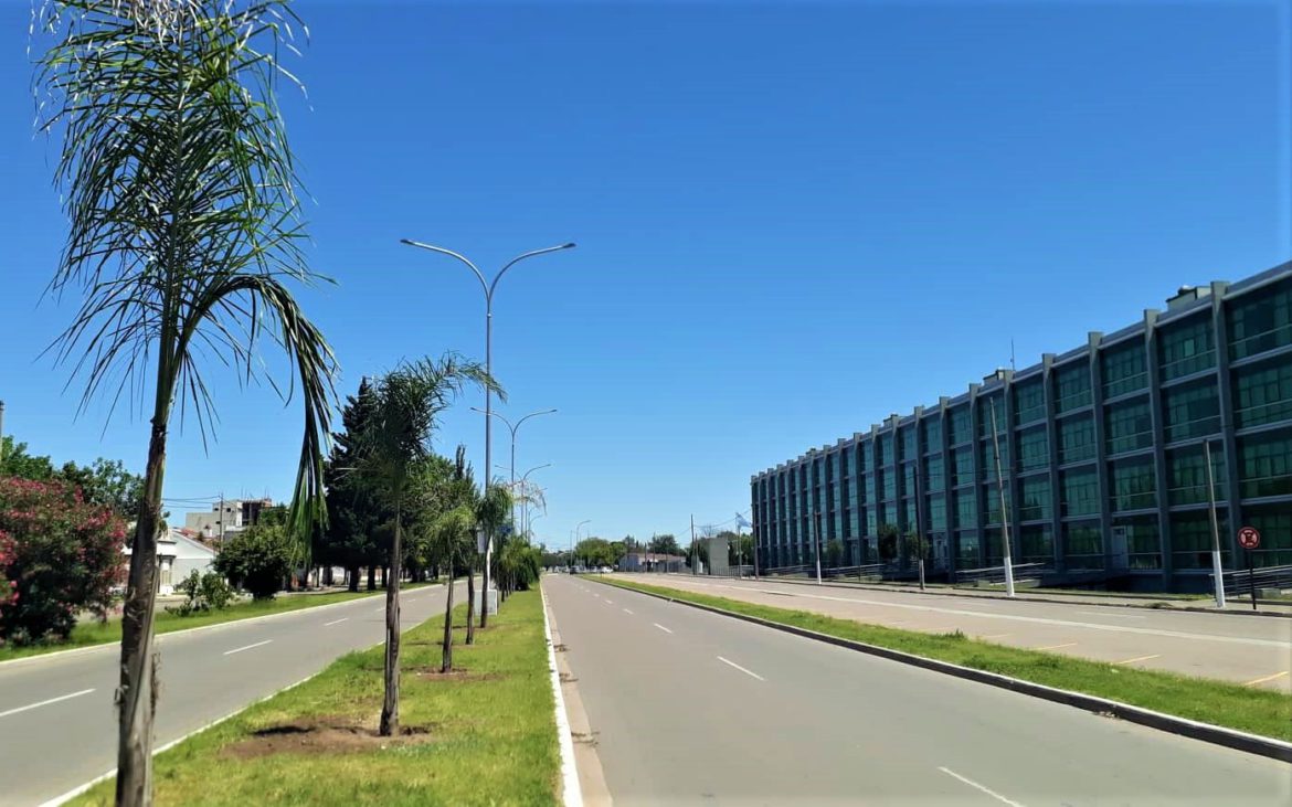 Ahora ponen palmeras en la avenida Perón