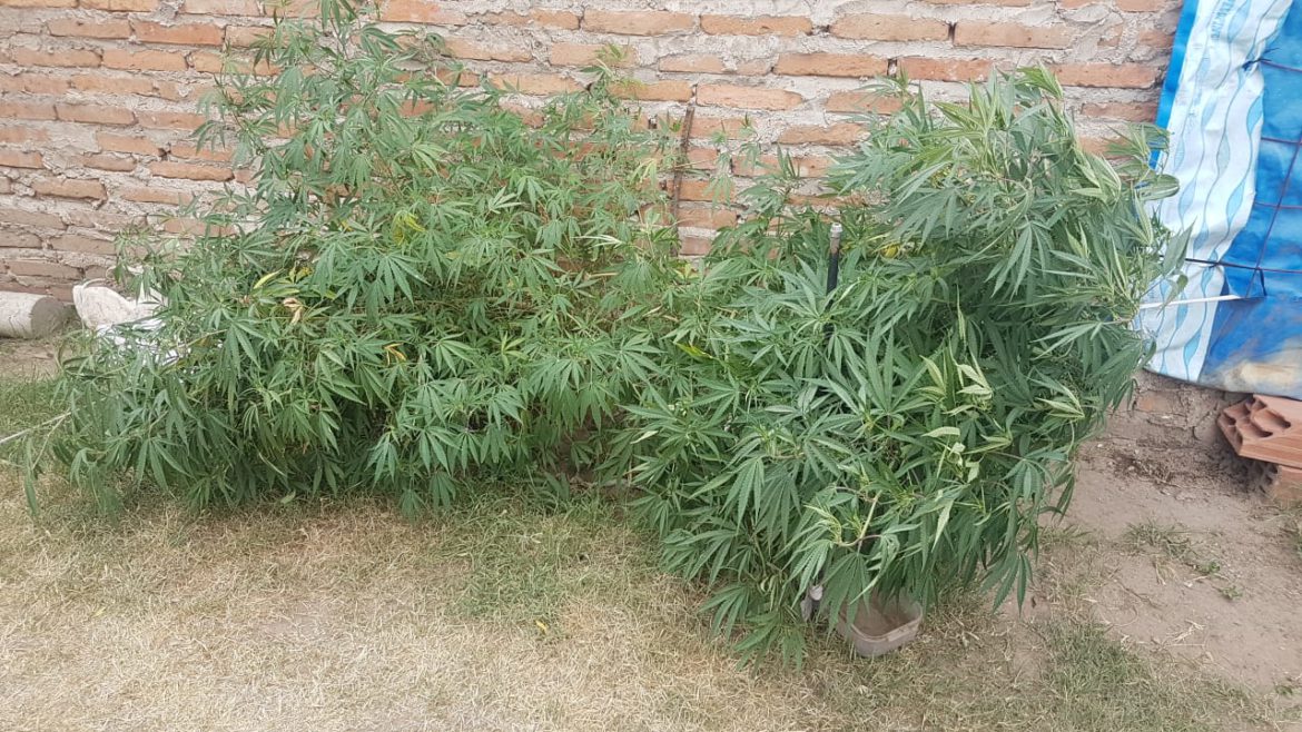 Incautan dos plantas de marihuana en una casa de Santa Rosa