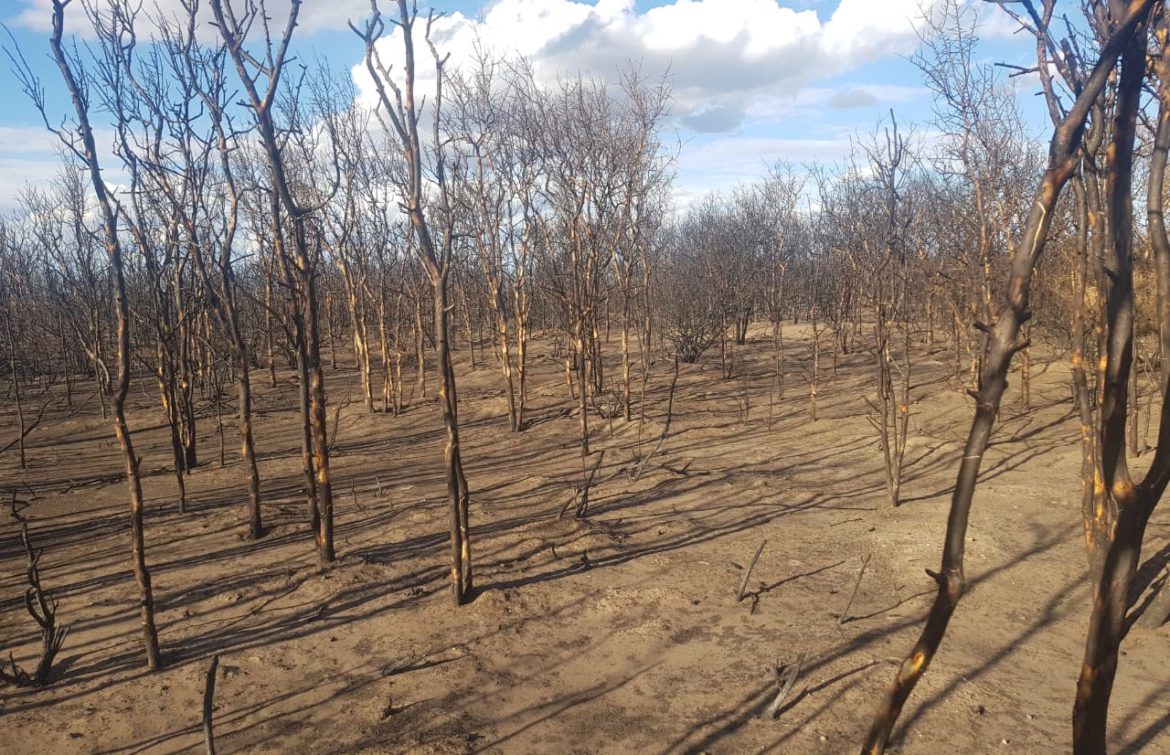 Video del drama en los campos de Cuchillo Co: incendios y ahora sequía