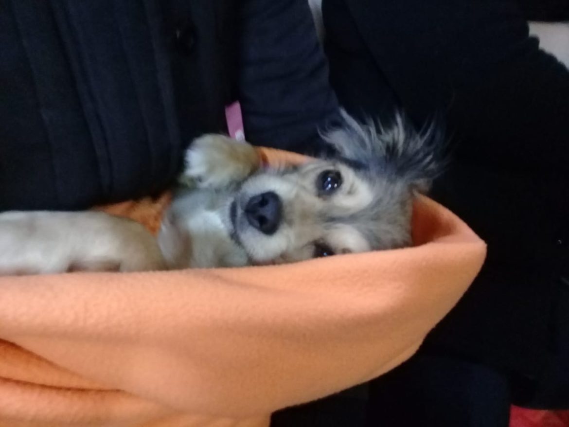 ¿Cómo sacar turno para castraciones gratuitas de perros y gatos en Santa Rosa?