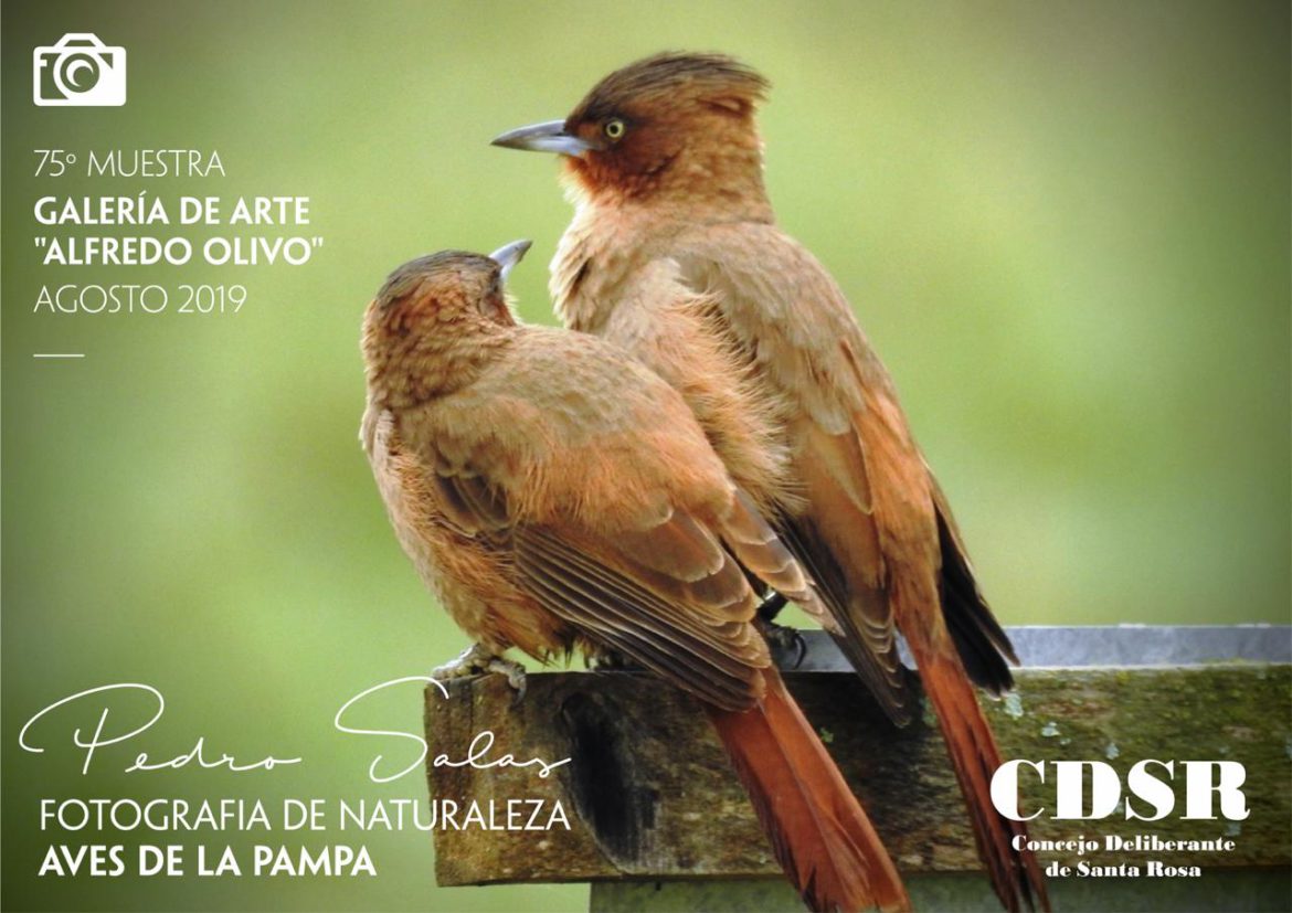Ultima semana de la muestra «Aves de La Pampa»