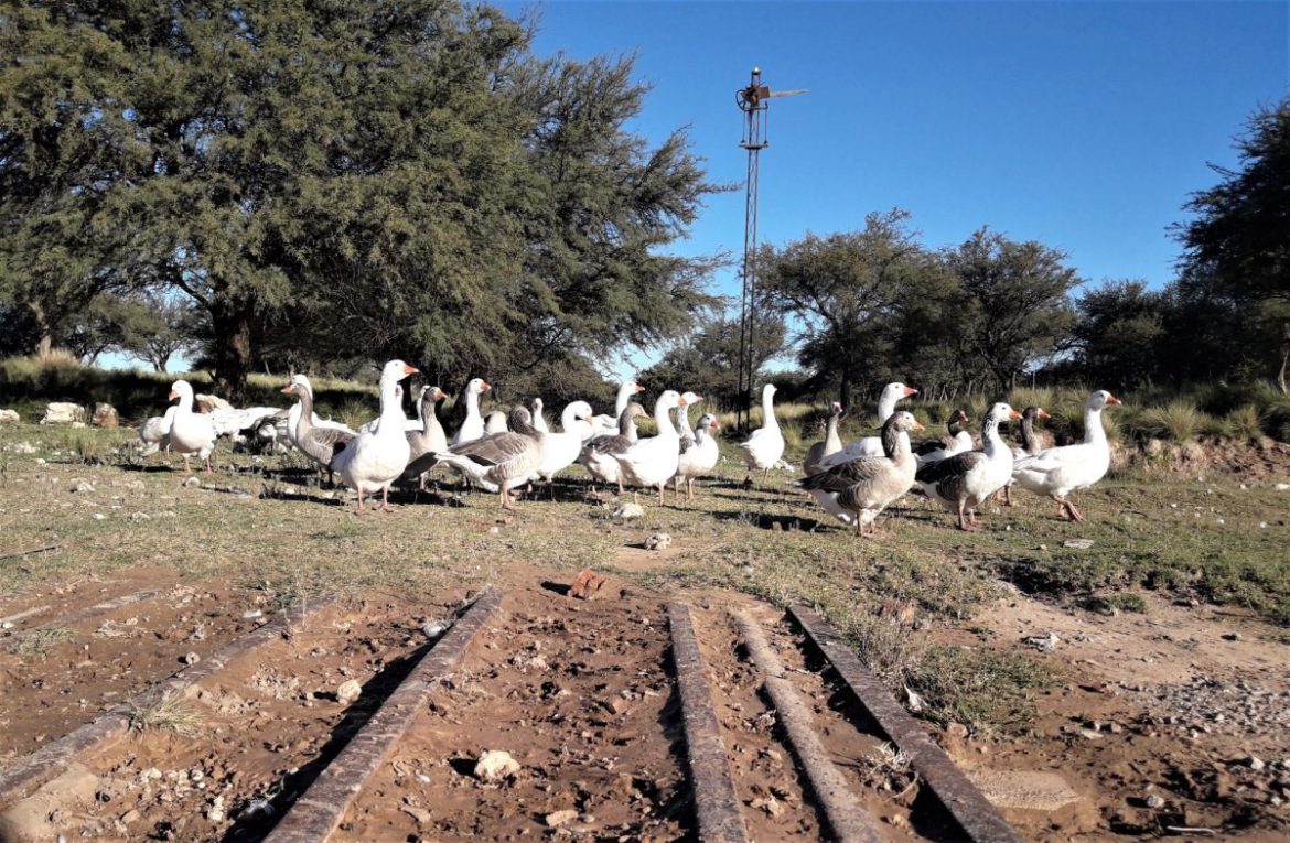 Reflotan proyecto de un tren interurbano entre Santa Rosa y Toay