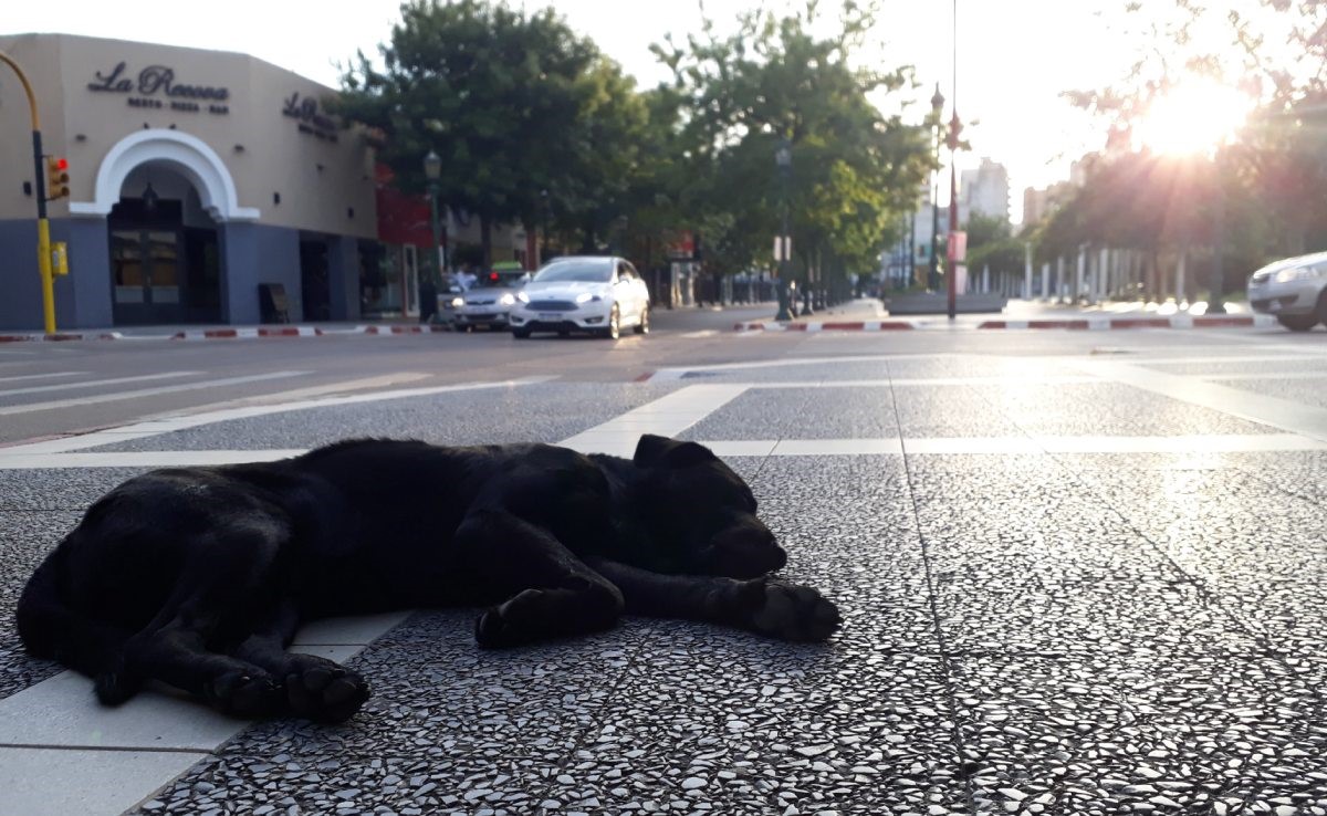 El Frepam le reclama a di Nápoli “acciones concretas” para la problemática de los perros callejeros
