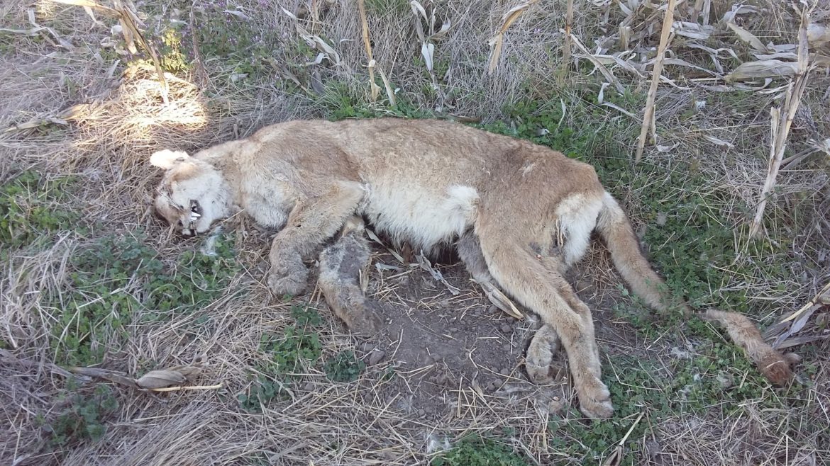 Estaba cosechando y encontró un puma muerto cerca de Pico