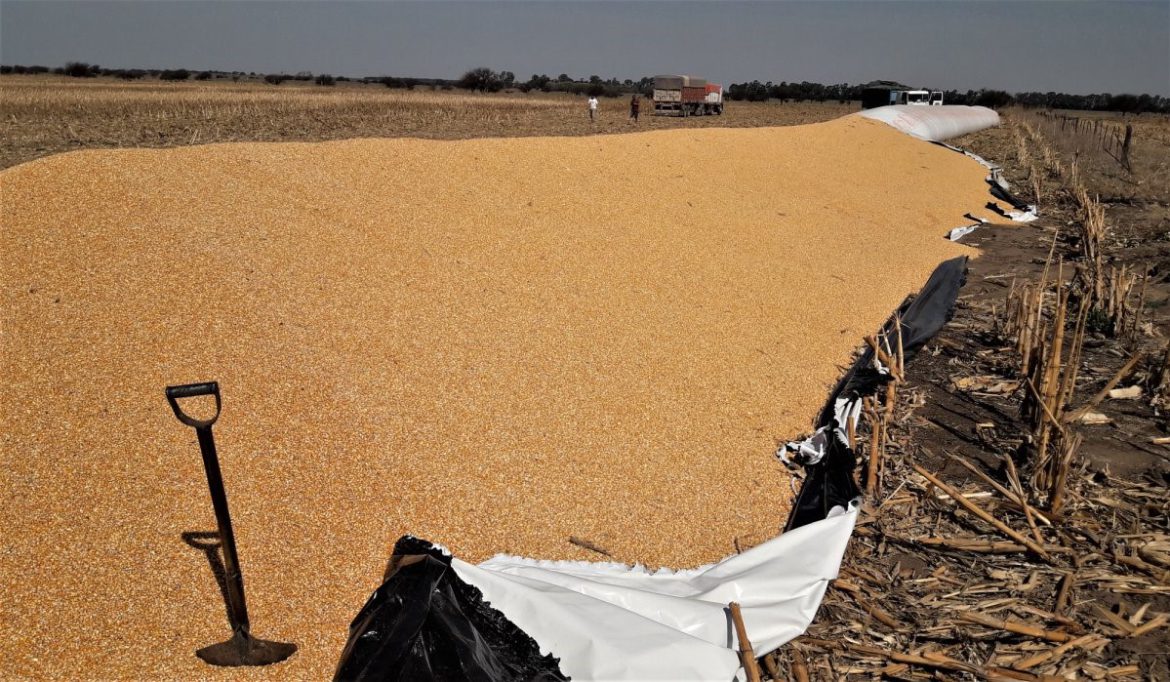 Una silobolsa con 180 toneladas de maíz apareció rota a 10 kilómetros de Santa Rosa