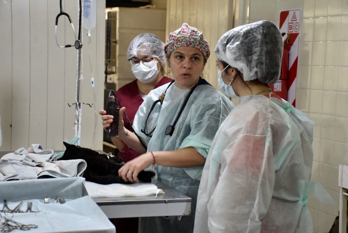 Día del Animal: protectoras se quejan porque intendentes frenaron las castraciones de mascotas
