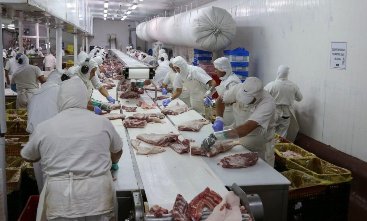 Los cerdos engordados en Anguil, a China