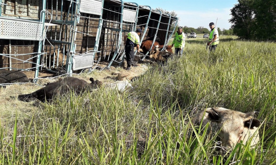 Un camión cargado de novillos volcó en la ruta 35 y provocó dos choques