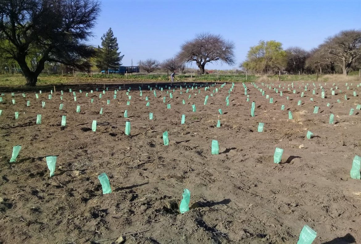 Los cinco amigos de Acha que hacen vinos y que ahora también ponen un viñedo