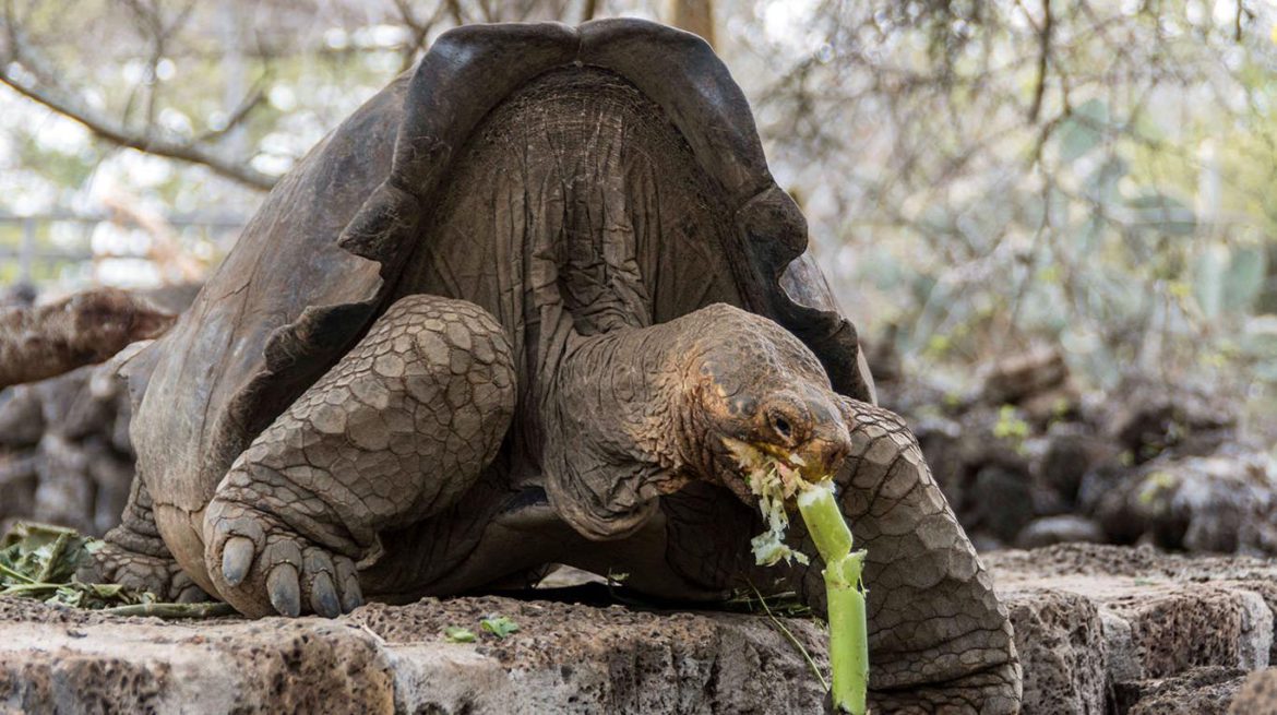 La tortuga Diego tiene unos 100 años, tuvo 800 crías y ahora lo liberarán en Galápagos