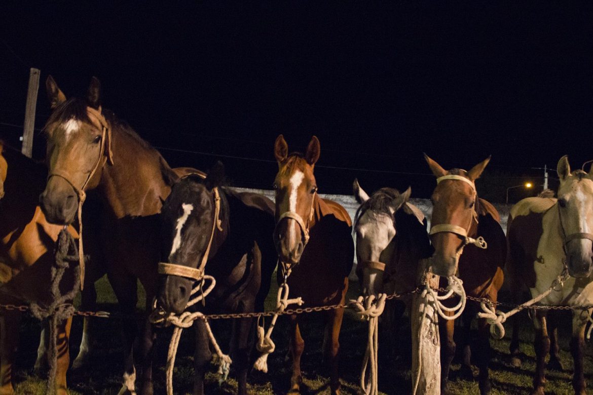 La Fiesta del Caballo de Luiggi, en fotos