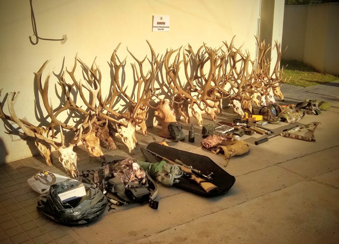 Telén: secuestraron 16 cabezas de ciervo y cráneos y cueros de pumas