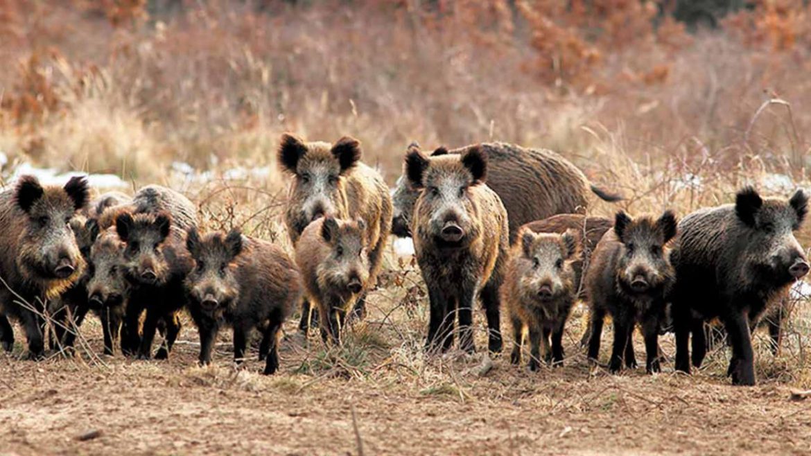 General Acha: detectaron un caso de triquinosis en un jabalí