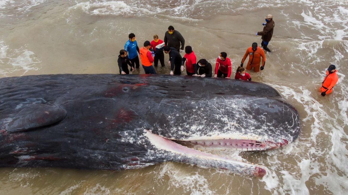 Murió un cachalote varado en una playa de Santa Clara del Mar