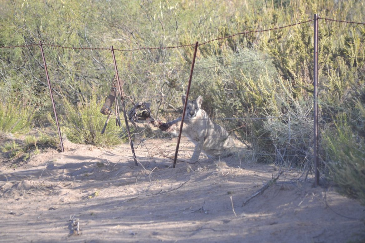El trampero de la puma rescatada en Lihué Calel deberá hacerse cargo de por vida de su manutención