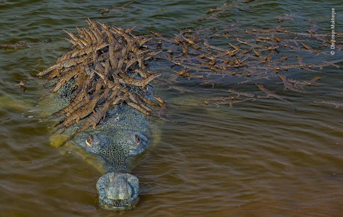 Una foto de un papá cocodrilo con más de 100 crías