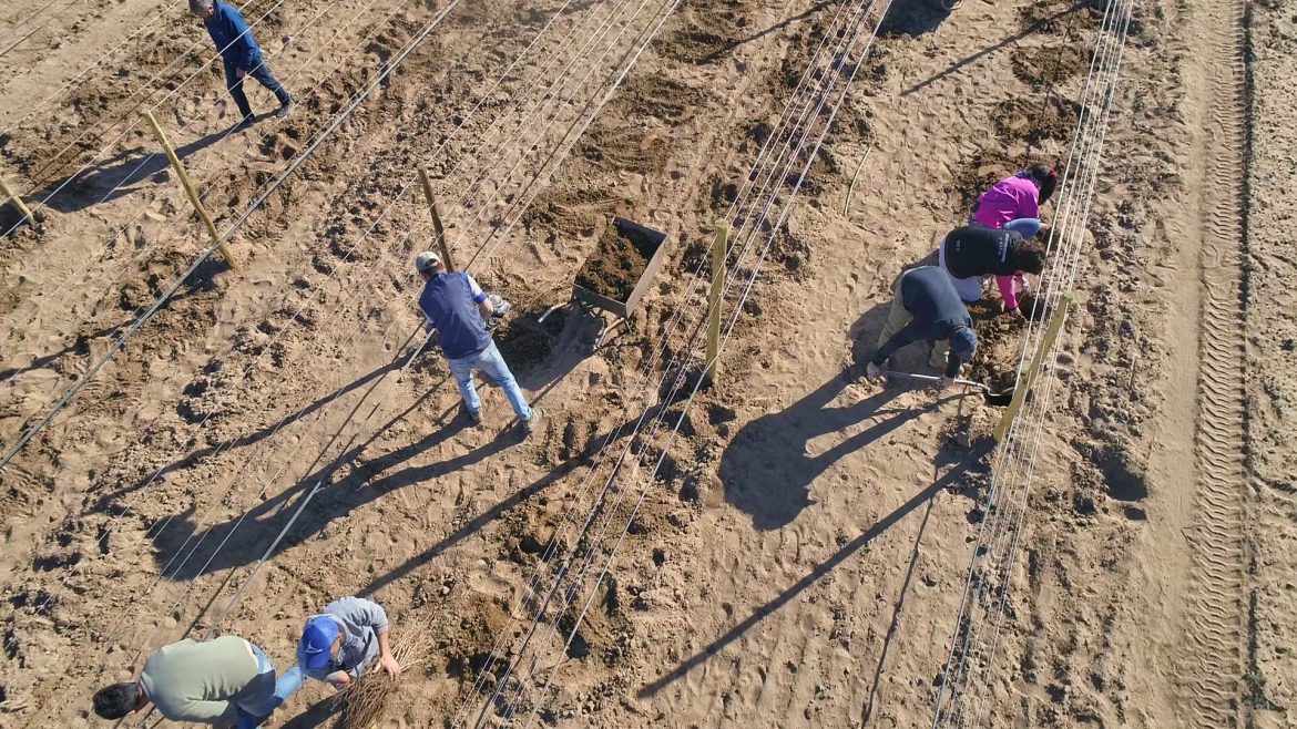 Un siglo después, Telén vuelve a tener un viñedo