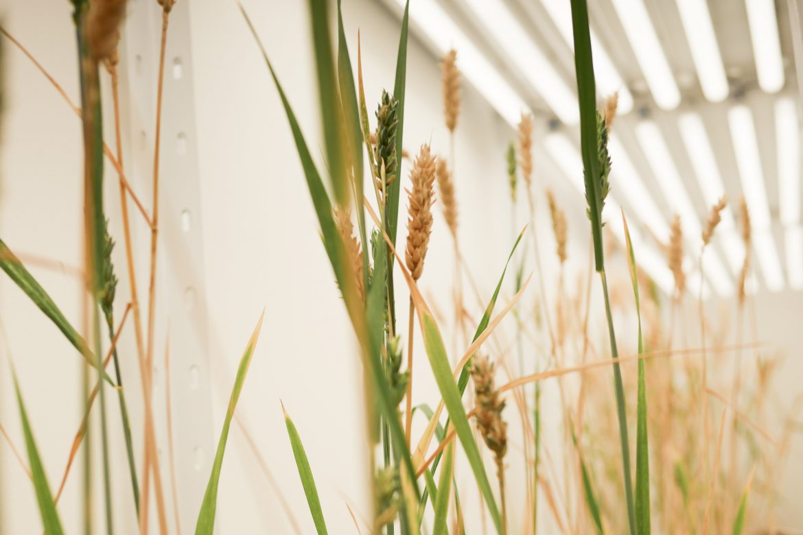 Buena noticia para Lartirigoyen: el Gobierno aprobó el trigo transgénico, aunque condicionado a Brasil