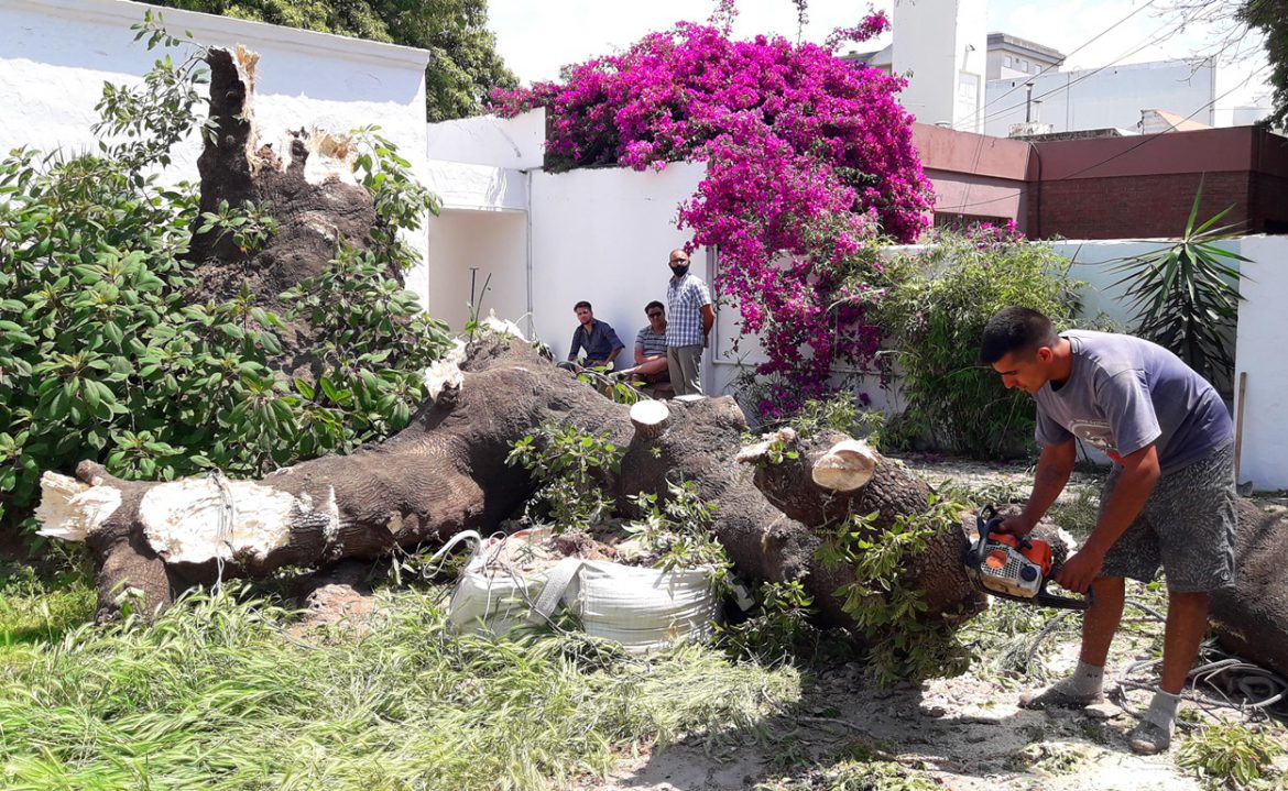 El viento derribó al viejo ombú de la calle Oliver