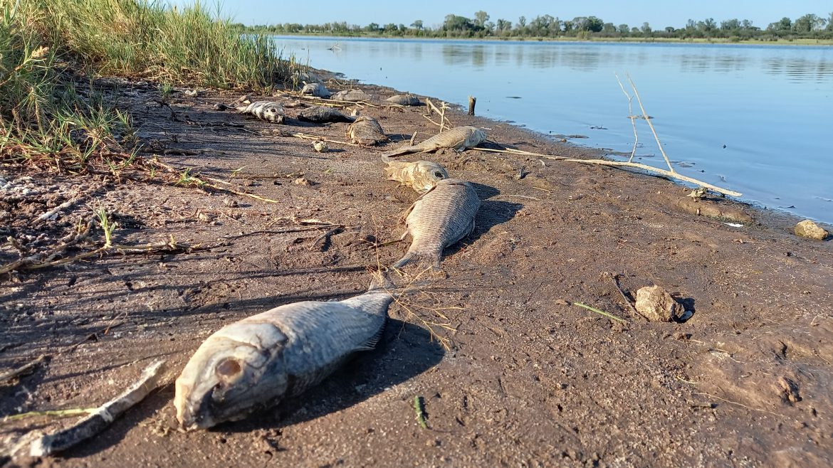 Cientos de peces muertos en la laguna Don Tomás