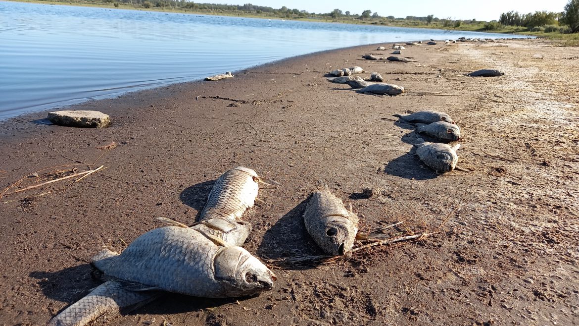 La mortandad de las carpas en la laguna Don Tomás