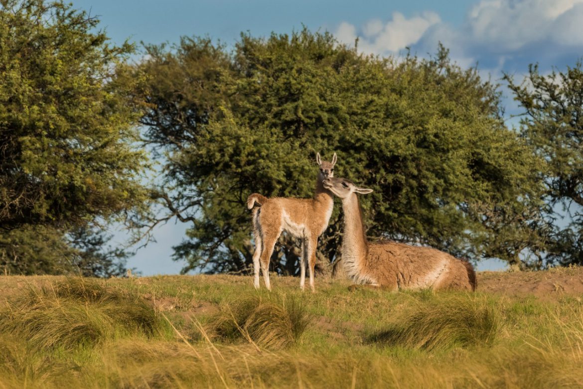 Crece la población de guanacos en Parque Luro: nueve nacimientos
