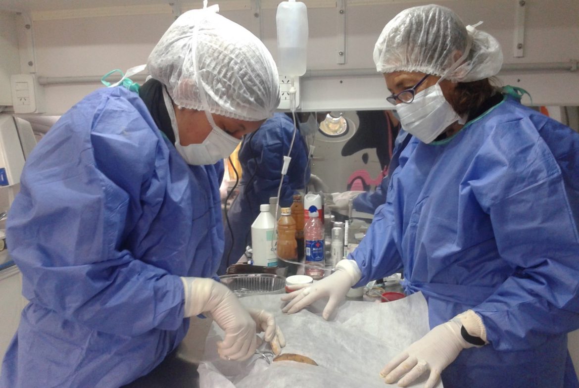 Estudiantes de Veterinarias castraron a 150 mascotas en Telén, Algarrobo y otros pueblos del oeste