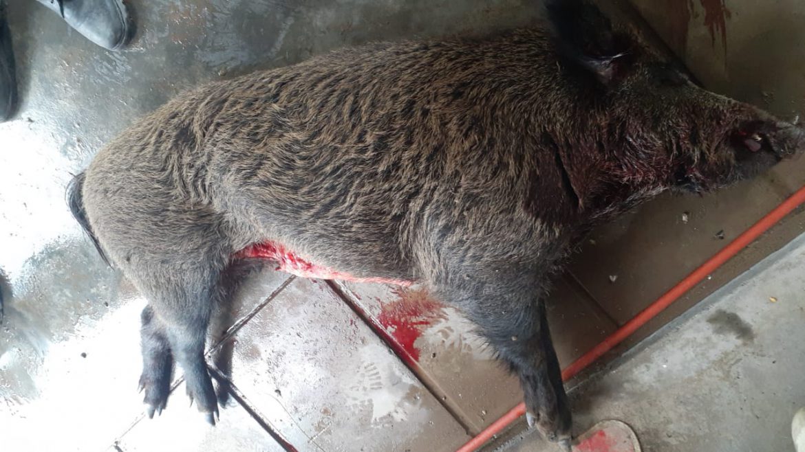 Secuestran un jabalí y varios pájaros