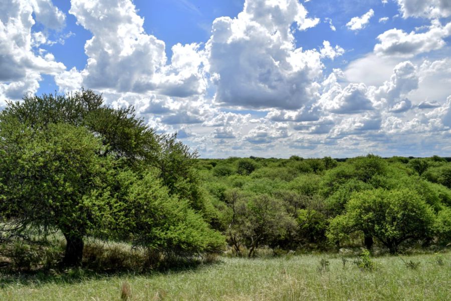 Diputados tratan proyecto para ceder el control de hectáreas para la creación del parque nacional “El Caldenal”