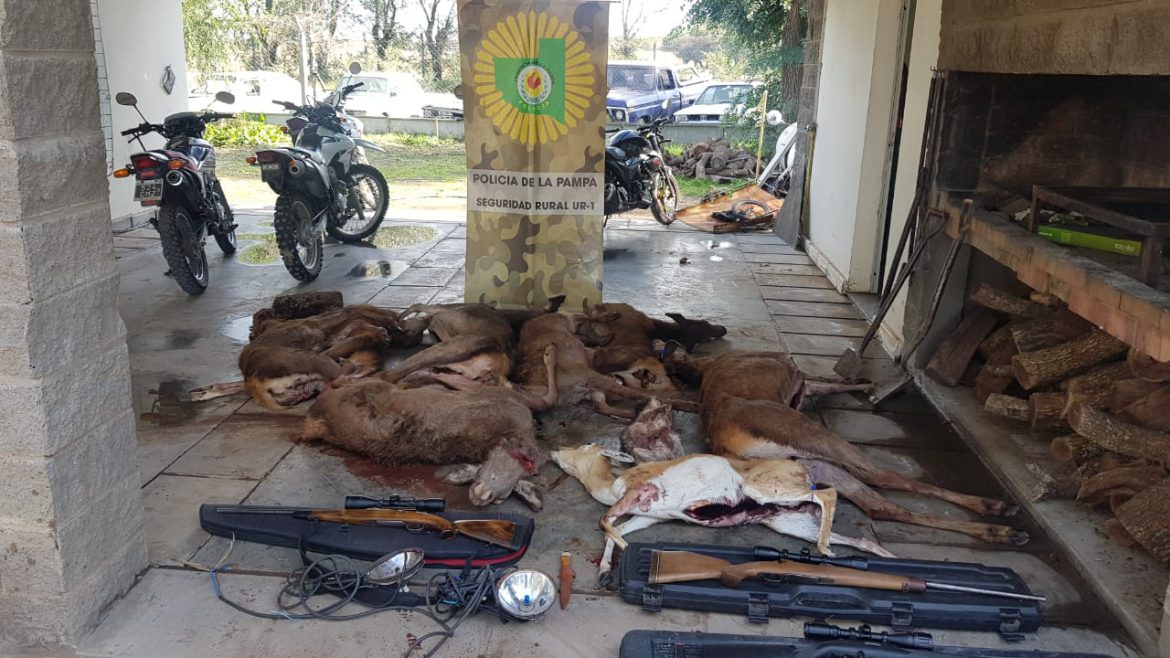 En operativos en zona rural de Toay secuestran armas y restos de animales