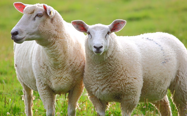 Tres acusados por faenar clandestinamente 8 ovinos en campo de Acha