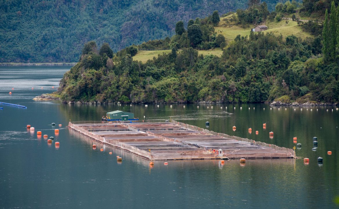 Tierra del Fuego prohibió por ley la cría de salmones en una medida inédita en el mundo