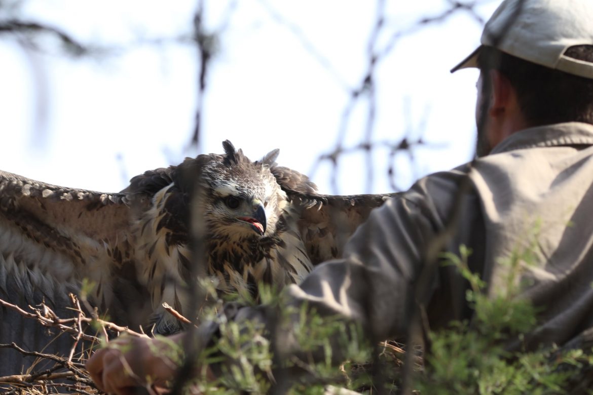 Quieren declarar «monumento natural» al águila coronada