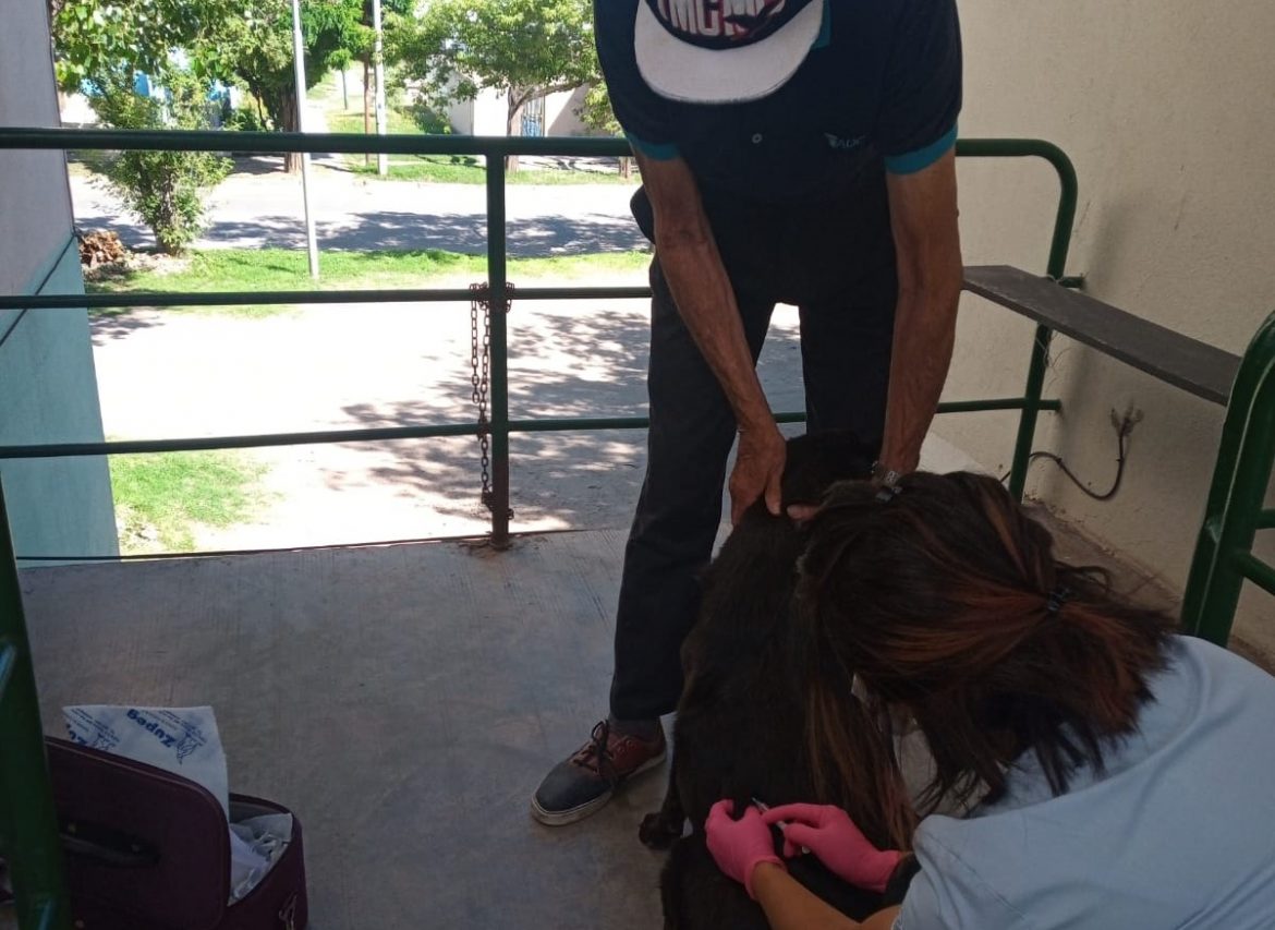 Detectan otros dos murciélagos con rabia y vacunan a 176 mascotas en Santa Rosa
