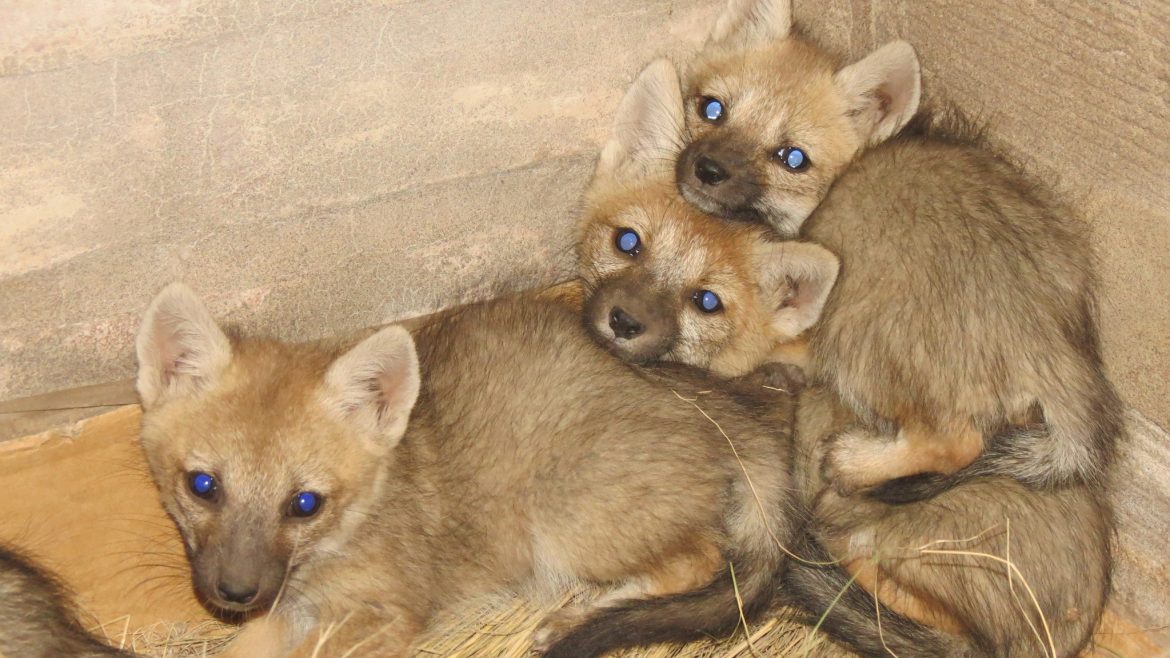 Acha: rescataron cinco cachorros de zorros grises