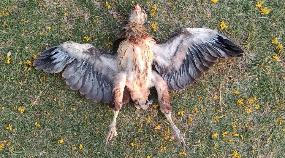 Murió el pichón de águila coronada que era monitoreado desde Youtube -  Diario Textual