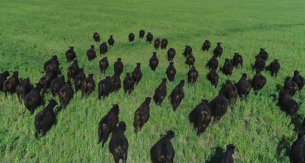 Los ganaderos de La Pampa ya pueden sacar créditos con doble tasa subsidiada hasta el 20%