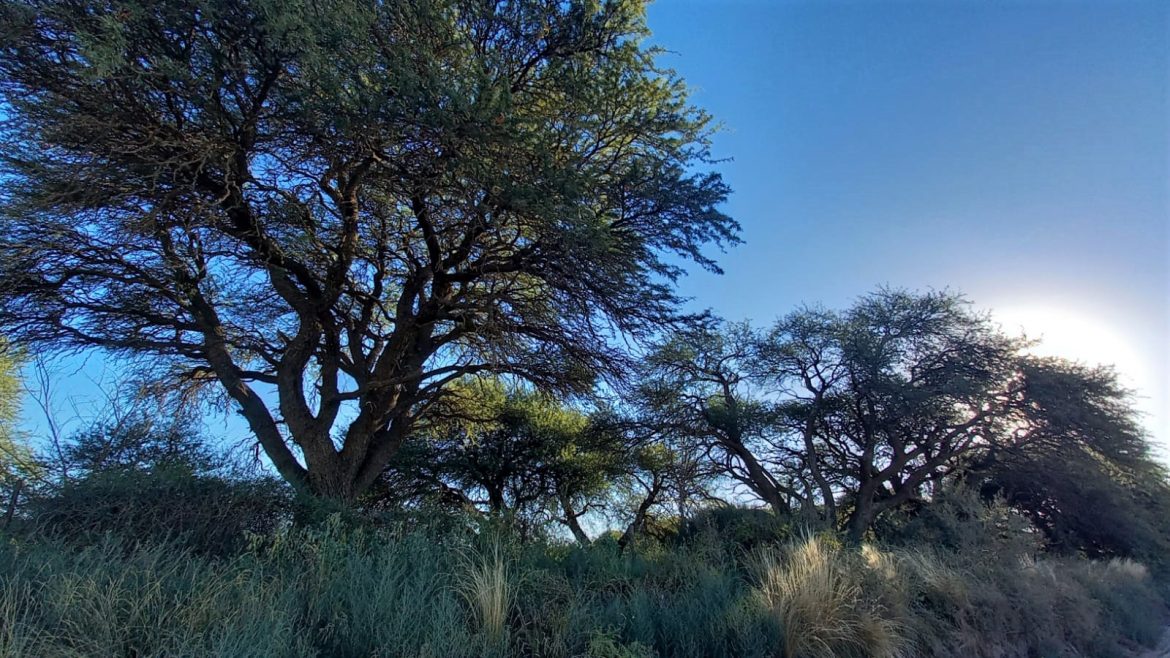 Agronomía invita a una jornada sobre los árboles nativos y los espacios verdes