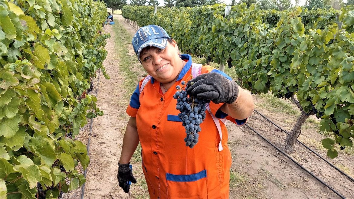 La vida de Katy, una trabajadora de la vendimia en Casa de Piedra