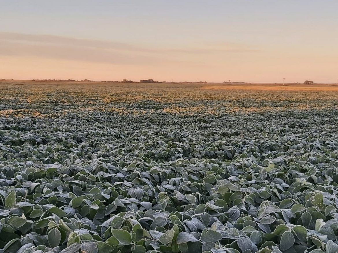 Cayó la primera helada del año en La Pampa y destruyó cultivos