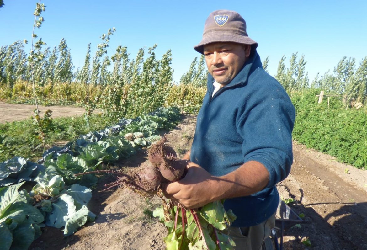 Puelches: con la huerta municipal dan gratis verduras a los pobladores